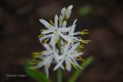 Chlorophytum borivilianum